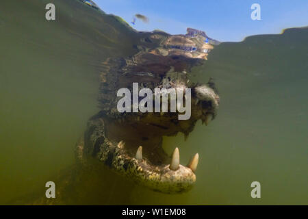 Close up underwater ritratto di un caimano jacare (yacare Caimano) nel Rio Claro, Mato Grosso, Brasile, Sud America Foto Stock