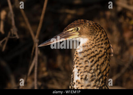 Ritratto di un immaturo rufescent tiger-heron (Tigrisoma lineatum), Mato Grosso, Brasile, Sud America Foto Stock