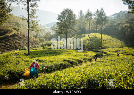 Tenuta di tè, Nuwara Eliya, provincia centrale, Sri Lanka, Asia Foto Stock