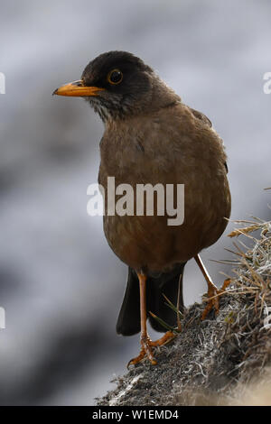 Ritratto di un adulto Austral tordo (Turdus falcklandii) della sottospecie tordo Falkland (Turdus falcklandii falcklandii), isole Falkand Foto Stock