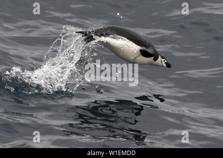 Porpoising pinguini Chinstrap (Pygoscelis antarcticus), Isole Sandwich del Sud, regioni polari Foto Stock