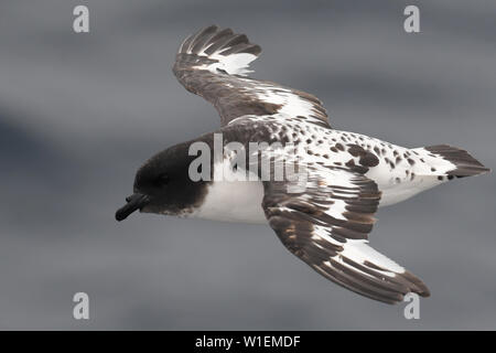 Close-up di un flying Cape petrel (Daption capense), Georgia del Sud e Isole Sandwich del Sud, regioni polari Foto Stock