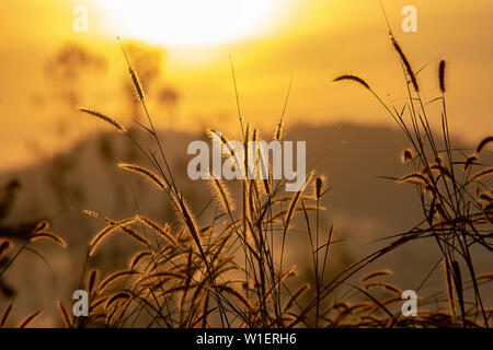 Erba e sfocata l'immagine di sfondo del sole del mattino. Foto Stock