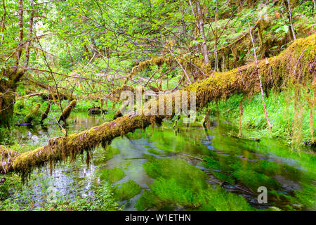 Hall di muschi nel Hoh foresta pluviale del Parco Nazionale di Olympic, Washington, Stati Uniti d'America. Foto Stock