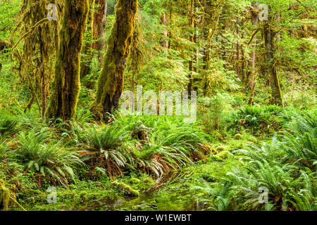 Hall di muschi nel Hoh foresta pluviale del Parco Nazionale di Olympic, Washington, Stati Uniti d'America. Foto Stock