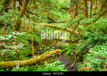 Hall di muschi nel Hoh foresta pluviale del Parco Nazionale di Olympic, Washington, Stati Uniti d'America. Foto Stock