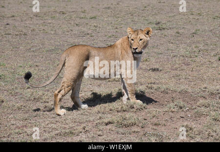 Femmina (lion Panthera leo) Foto Stock