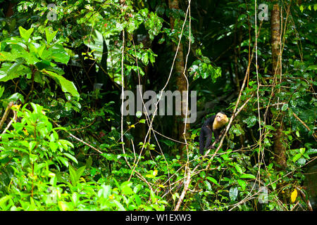 Testa bianca cappuccino - MONO CAPUCHINO CARIBLANCO (Cebus capucinus), il Parco Nazionale di Tortuguero, Costa Rica, America Centrale, America Foto Stock