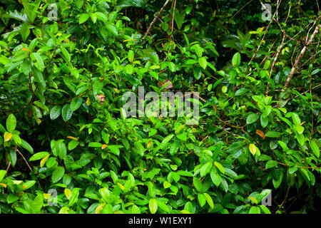 Testa bianca cappuccino - MONO CAPUCHINO CARIBLANCO (Cebus capucinus), il Parco Nazionale di Tortuguero, Costa Rica, America Centrale, America Foto Stock