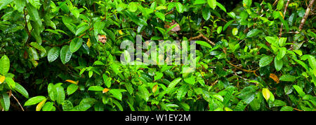 Testa bianca cappuccino - MONO CAPUCHINO CARIBLANCO (Cebus capucinus), il Parco Nazionale di Tortuguero, Costa Rica, America Centrale, America Foto Stock