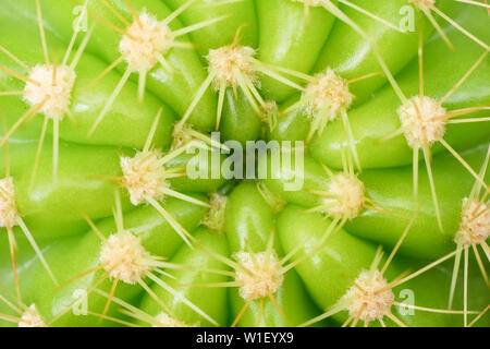 Sfondo astratto textuer di Cactus piante succulente Foto Stock