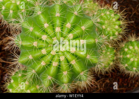 Sfondo astratto textuer di Cactus piante succulente Foto Stock