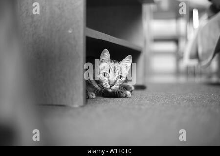 Un piccolo gatto sembra fuori da sotto i mobili stand. Foto Stock