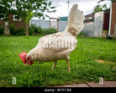 Sporco sottile pollo bianco in un giorno nuvoloso dopo una pioggia è in cerca di cibo in erba nel cortile. Il Pet la vita nel villaggio. Foto Stock