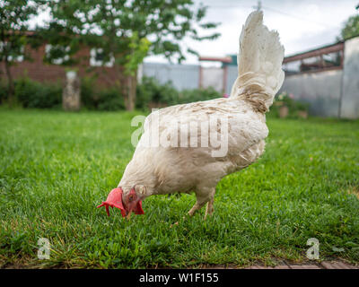 Sporco sottile pollo bianco in un giorno nuvoloso dopo una pioggia è in cerca di cibo in erba nel cortile. Il Pet la vita nel villaggio. Foto Stock