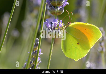 Modello di Cleopatra butterfly disposta sullo stelo di un fiore di lavanda. La farfalla può essere ammirato nelle ore centrali della tarda primavera-estate Foto Stock