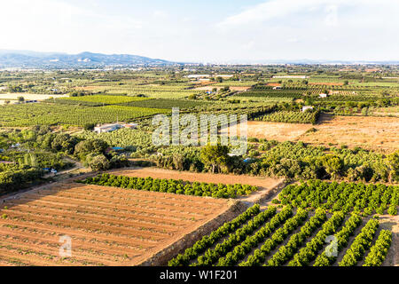 Il giallo e il verde dei campi in Tarragona dal di sopra, industria agricola vista aerea Foto Stock