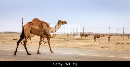 Un cammello è attraversando la strada nei pressi di Salalah, Oman Foto Stock