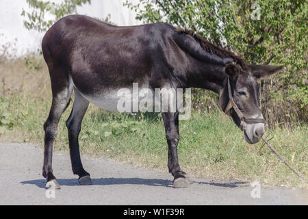 Grigio mulo scende in campo al giorno d'estate. Donkey pascolano accanto alla strada e campo. Triste jackass sorge sul ciglio della strada. Foto Stock