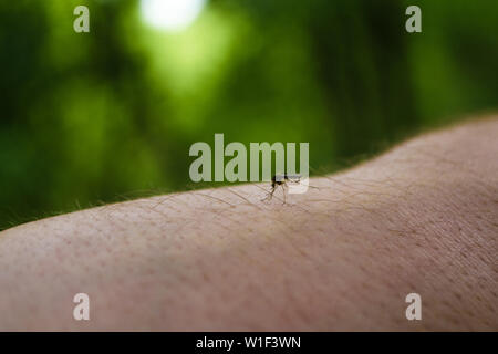 Mosquito siede sulla mano mans e beve sangue umano su sfondo verde. Fame midge sulla pelle morsi al di fuori della persona. Un pericolo per la salute. Foto Stock