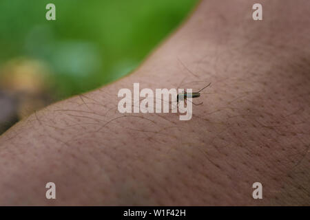 Mosquito siede sulla mano mans e beve sangue umano su sfondo verde. Fame midge sulla pelle morsi al di fuori della persona. Un pericolo per la salute. Foto Stock