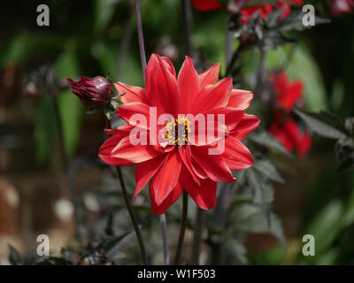 Unico red Dahlia 'Vescovo di Llandaff' Foto Stock