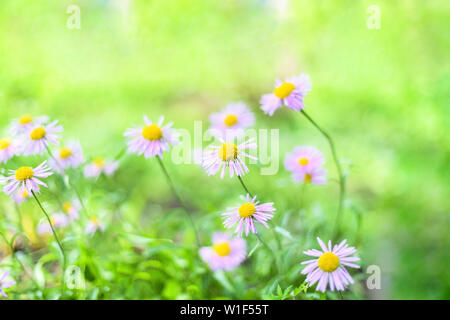 Bella margherite alpino , gli astri in estate in un letto di fiori su sfondo verde. Viola-lavanda aster alpino fioritura in giardino estivo Foto Stock