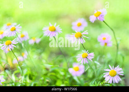 Bella margherite alpino , gli astri in estate in un letto di fiori su sfondo verde. Viola-lavanda aster alpino fioritura in giardino estivo Foto Stock