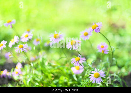 Bella margherite alpino , gli astri in estate in un letto di fiori su sfondo verde. Viola-lavanda aster alpino fioritura in giardino estivo Foto Stock