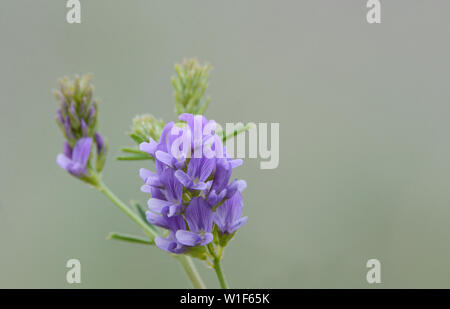 Viola selvatica selvatica fiore di erba medica o di Medicago sativa contro uno sfondo grigio Foto Stock
