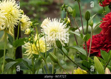 Gruppo di crisantemo crescente sul giardino. Concetto di giardinaggio Foto Stock