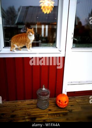 Tradizionale casa svedese dekoration zucca di Halloween Foto Stock