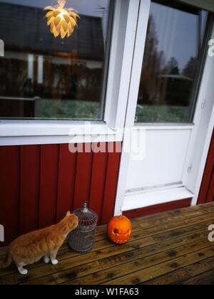 Tradizionale casa svedese dekoration zucca di Halloween Foto Stock