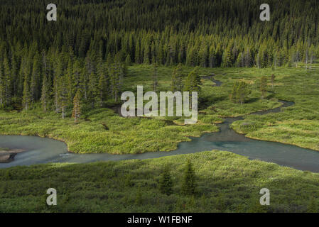 Fiume che scorre attraverso la foresta, Spray Valley Provincial Park, Kananaskis, Alberta, Canada Foto Stock