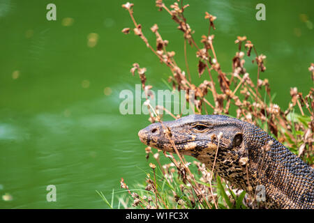 L'elemento di monitoraggio presenza acqua nel Parco Lumpini, Bangkok, Thailandia ritratto da vicino Foto Stock