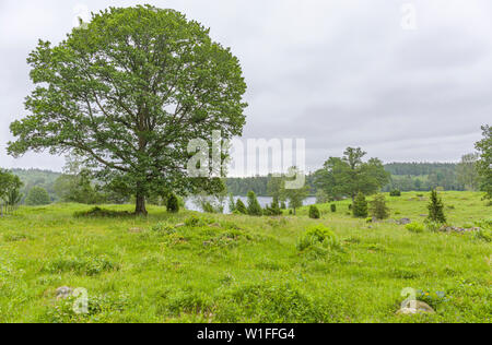 Tipico svedese o scandinavi estate campagna vista orizzontale con bella fresca prato verde che si affaccia su campo piccolo lago circondato da foresta Foto Stock