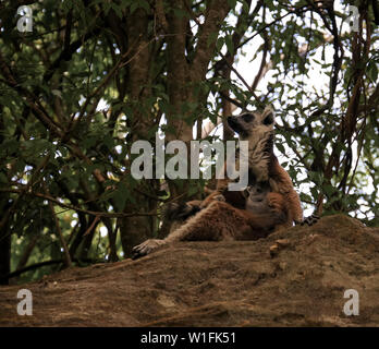 Ritratto del mangiare anello-tailed lemur Lemur catta aka King Julien ,Isalo parco nazionale , Madagascar Foto Stock