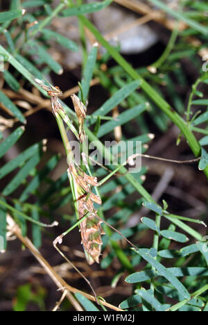 Conehead mantis, Empusa pennata, Haubenfangschrecke Foto Stock