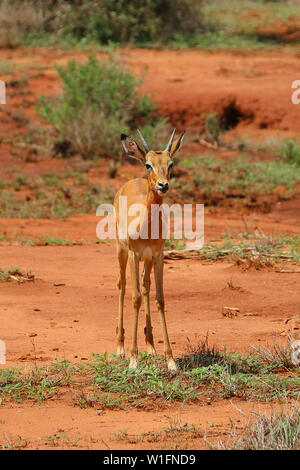 Giovani Impala buck (Aepyceros melampus) leccare il suo naso, parco nazionale orientale di Tsavo, Kenya, Africa Foto Stock