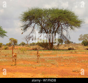 Gerenuk (Litocranius walleri), noto anche come il Waller la gazzella a parco nazionale orientale di Tsavo, Kenya, Africa Foto Stock