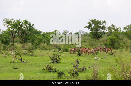 Grant's zebra mandria (Equus quagga boehmi) pascolare nel parco nazionale orientale di Tsavo, Kenya, Africa Foto Stock