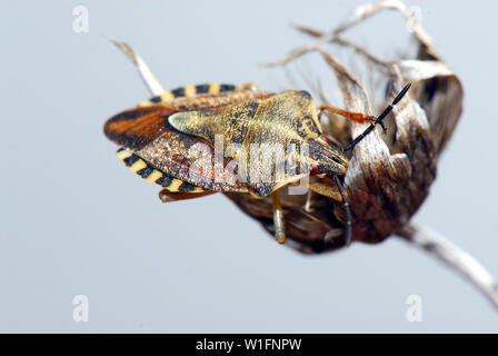 Sloe bug, Dolycoris baccarum, Beerenwanze Foto Stock