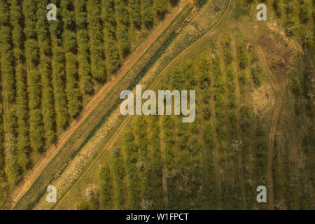 Drone vista di Meleto con strada sterrata durante la primavera. Foto da un altezza in primavera. Foto Stock