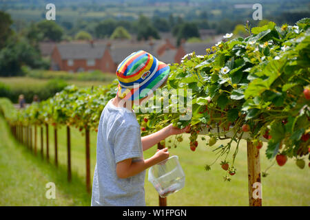 Bambino raccolta fragole scegli il tuo vicino a Harpole, Northamptonshire, Regno Unito Foto Stock