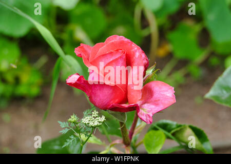 Rosa tè ibrido Foto Stock