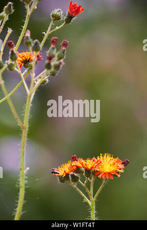 Hawkweed hairy steli e fiori luminosi close up ritratto della natura Foto Stock