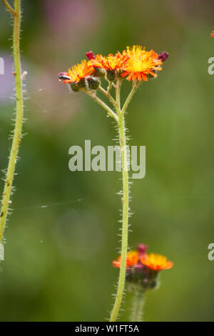 Hawkweed hairy steli e fiori luminosi close up ritratto della natura Foto Stock