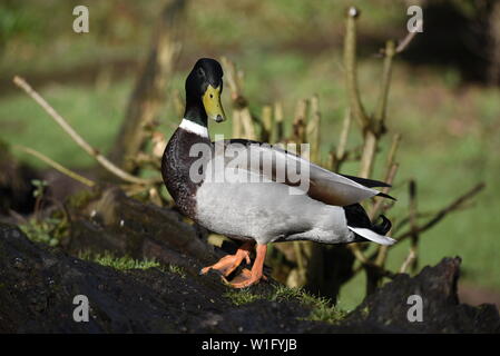 Maschio di Mallard Duck in posa Foto Stock