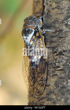 Cicala sp., Zikade Foto Stock