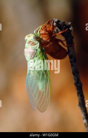 Cicala sp., Zikade Foto Stock